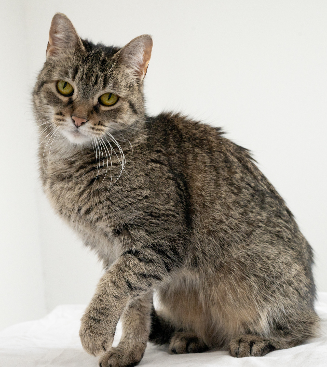 Top Cat Sanctuary cat photo
